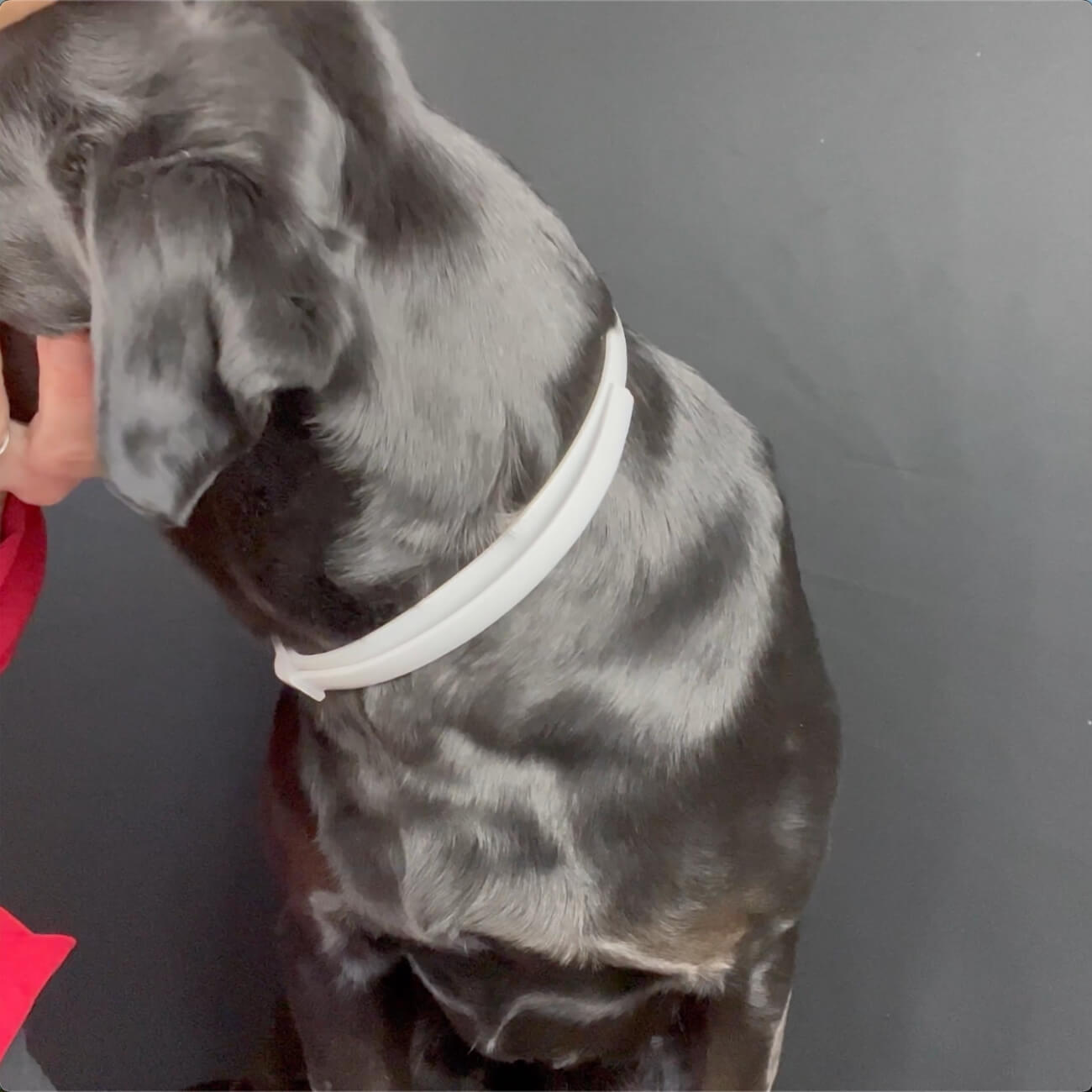 DEWEL™ Collar vs. Sprays vs. Monthly Treatments