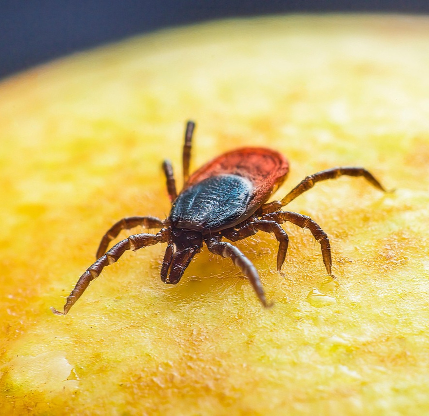 Why Tick Prevention Matters for Dogs?